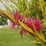 L'eucalyptus Marans (Charente-Maritime)