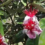 L'eucalyptus