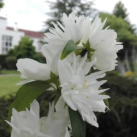 L'eucalyptus * מרנס