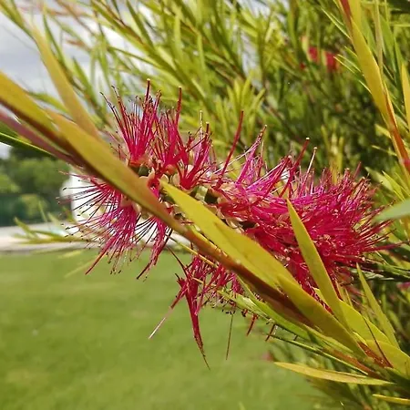 L'eucalyptus מרנס