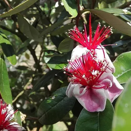 L'eucalyptus