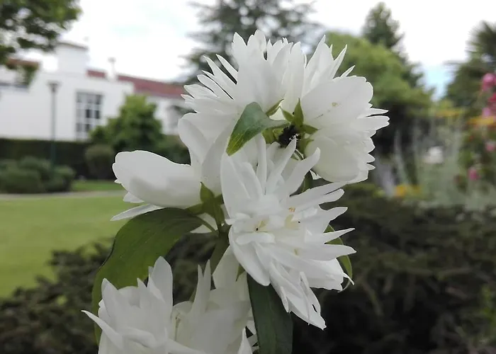 L'eucalyptus * Marans (Charente-Maritime)