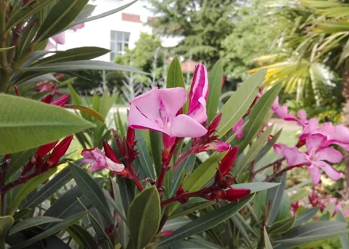 L'eucalyptus Marans (Charente-Maritime)
