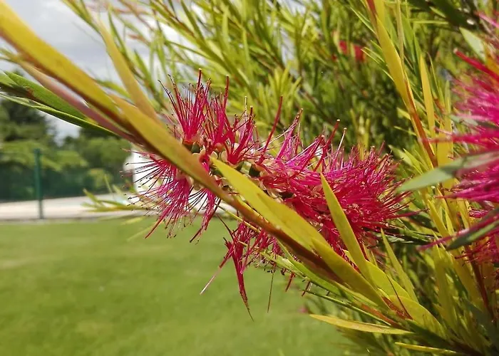 L'eucalyptus Marans (Charente-Maritime)