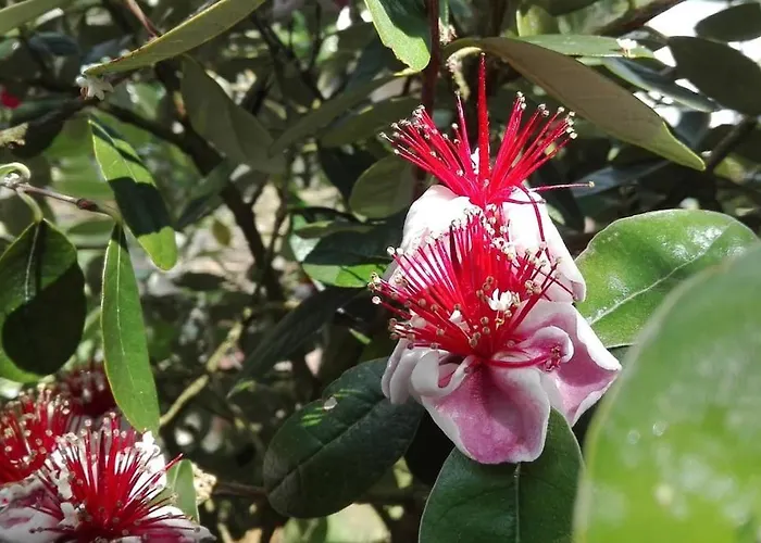 L'eucalyptus